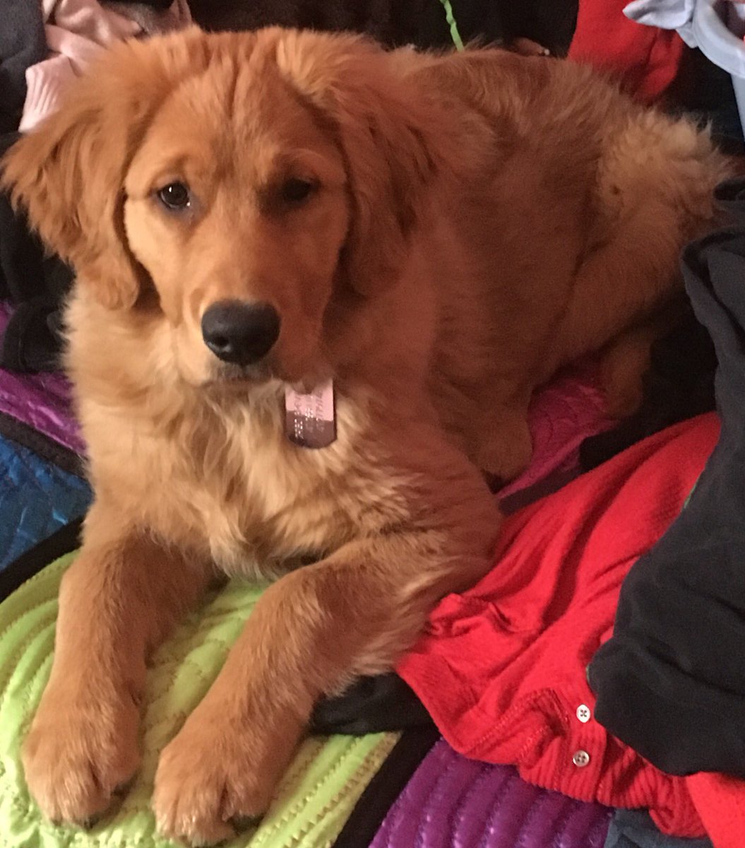 moe_wags's tweet photo. Zoey just hangin out🐶💖 https://t.co/nGMjkHUZjd