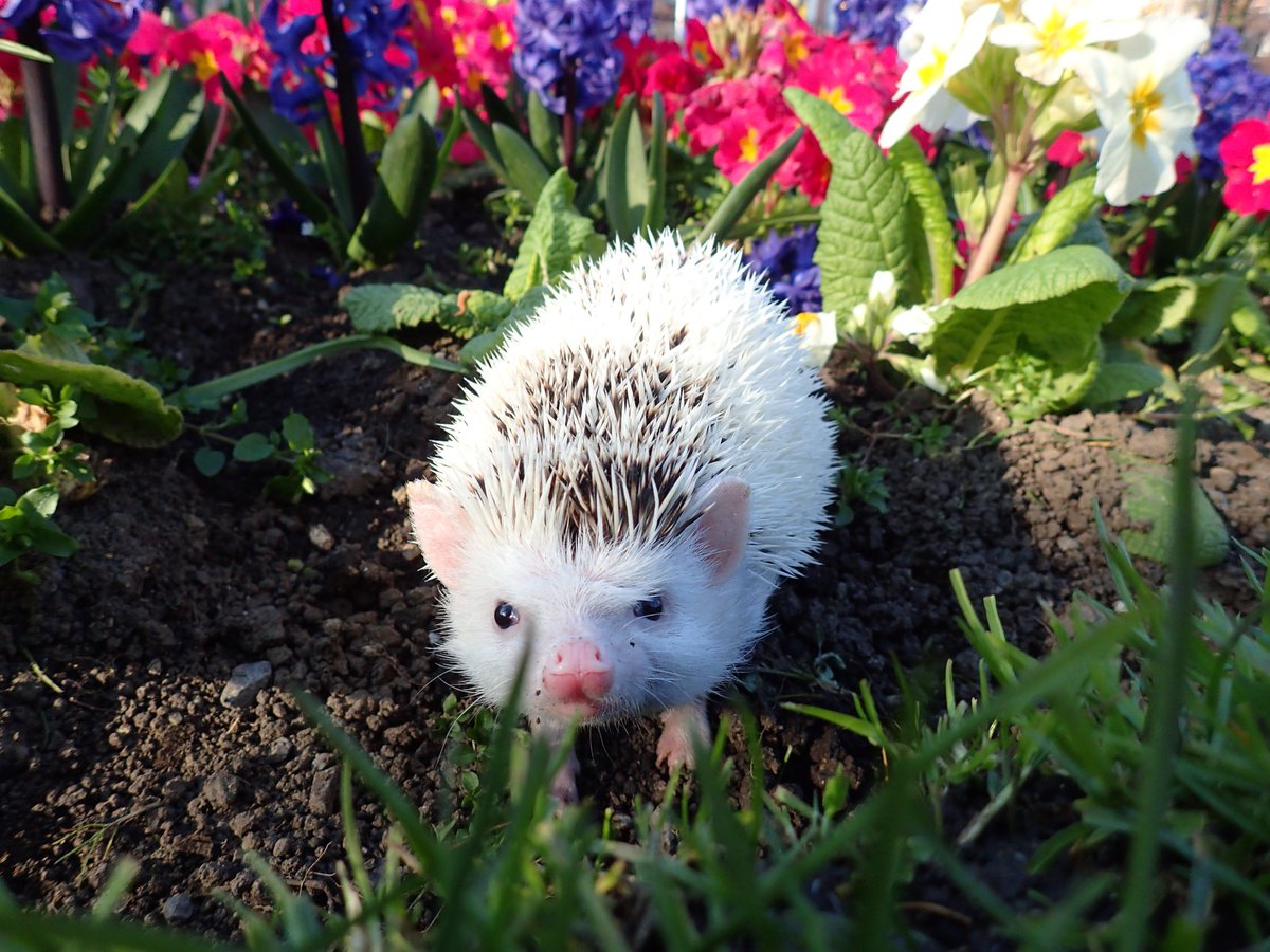 Queenmullet's tweet photo. @PingeAndWang @MetroUK Watch out, #PencilVonPickwick is off to Tokyo to hook up at Hedgehog Cafe #travel #hedgehog https://t.co/93tzFwxicB