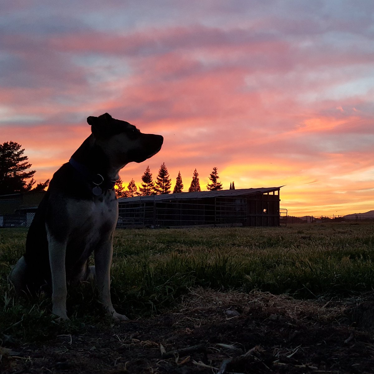 Happy #NationalBeerDay ! Enjoy yesterday's #sunset at the hopyard. With bonus dog. Tours coming soon! #newworld