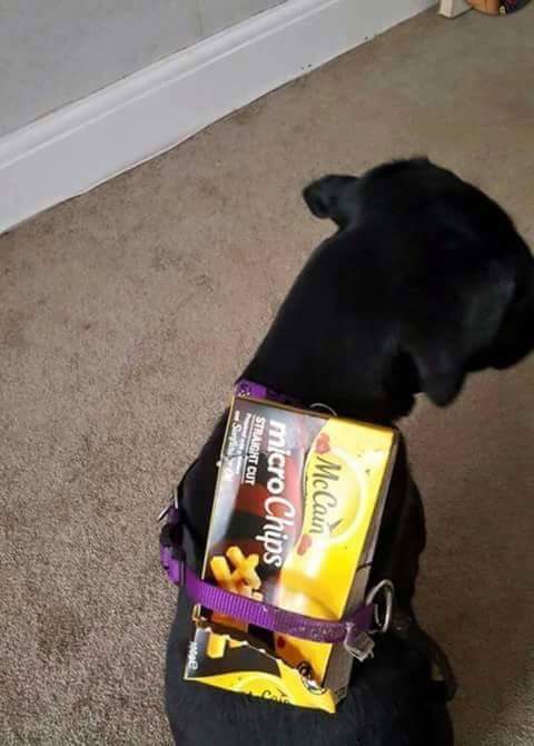 HoustyK's tweet photo. Don't forget microchips are now compulsory😂 #microchipping #chipmydog @Petloglostfound #Housty #pedigree https://t.co/uasoVUNRO4
