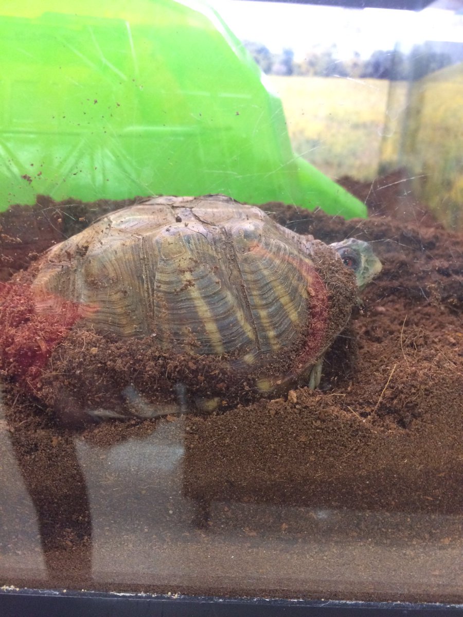 AlexisGandora's tweet photo. Little bud having fun learning about pedigrees π€ @UNKBiol106AC #CummingsWeek12 https://t.co/F5LgUQnAXG