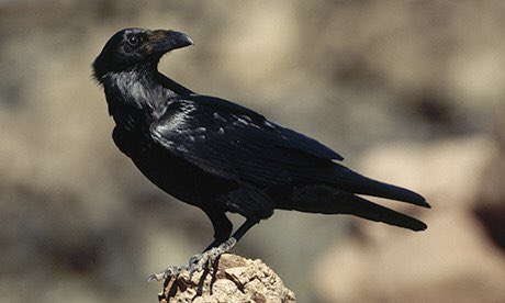 blooodbathbeyon's tweet photo. Raven 1 https://t.co/nB2G2pc2kB