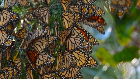 FloralDaily's tweet photo. US: Butterfly Heroes introduced to promote pollination
https://t.co/3dSAEMx3xC https://t.co/RcygrOTixG