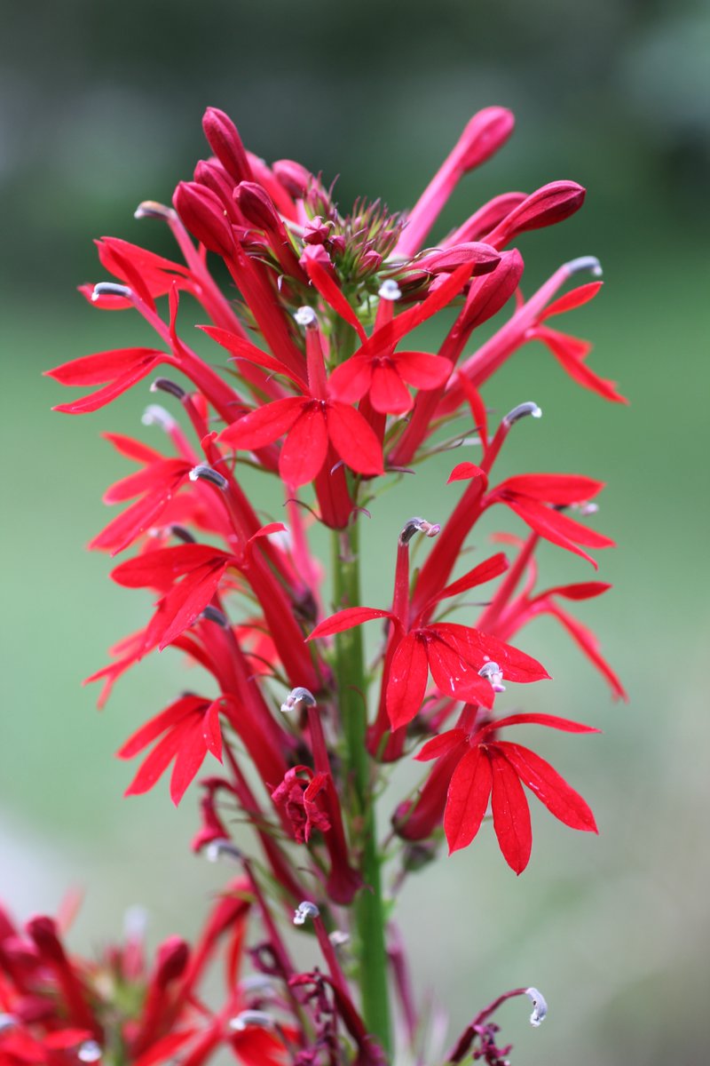 Native Plant Sale! Order forms at tippecanoecountyswcd.org or at the office, 1812 Troxel Dr, Lafayette #Nativeplants