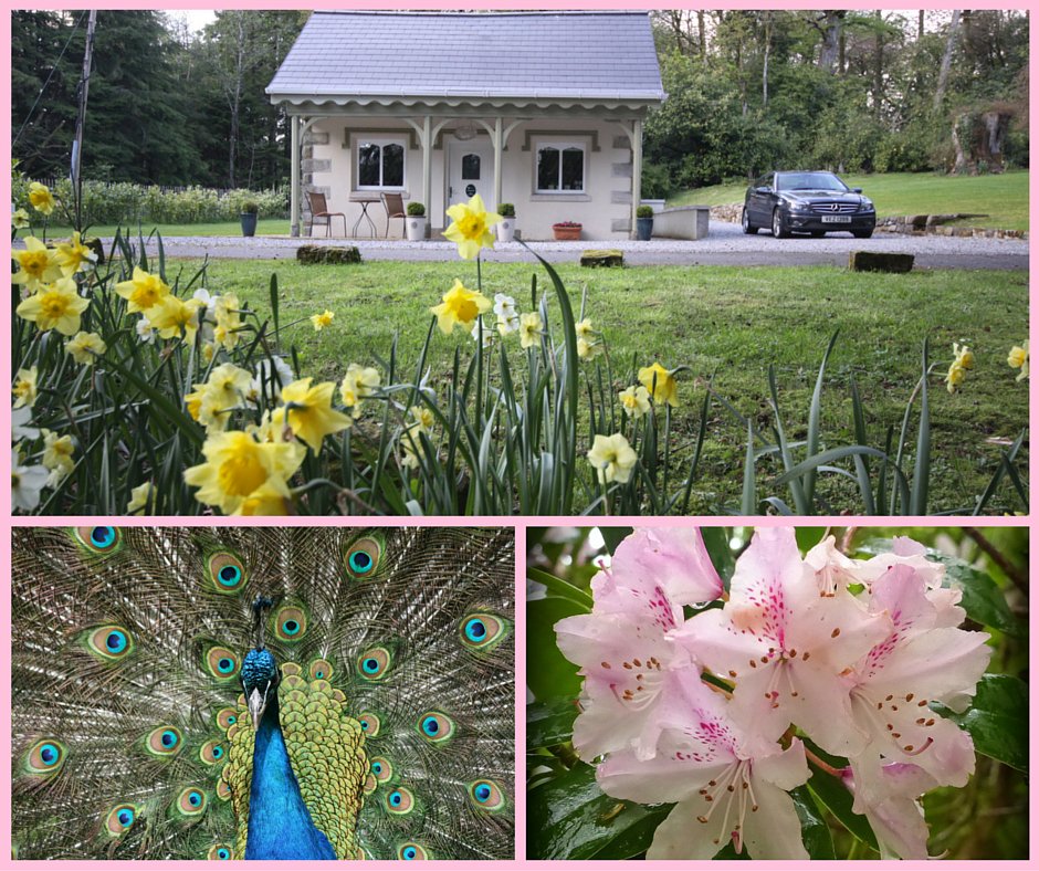 Blessingbourne's tweet photo. Experience #Spring at #Blessingbourne, colourful peacock's, stunning views and excellent accommodation! https://t.co/skicUUrLec