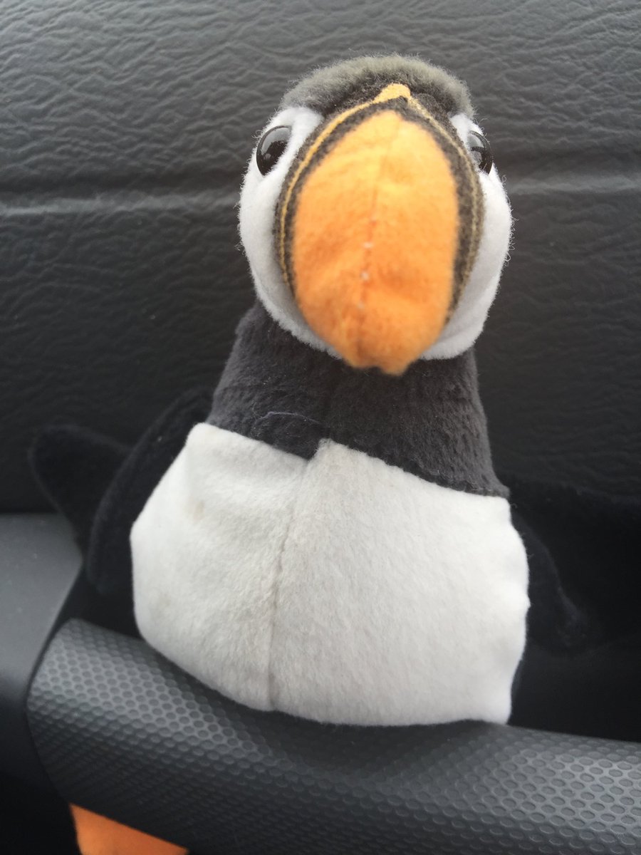 CallanKC's tweet image. #puffinlife
