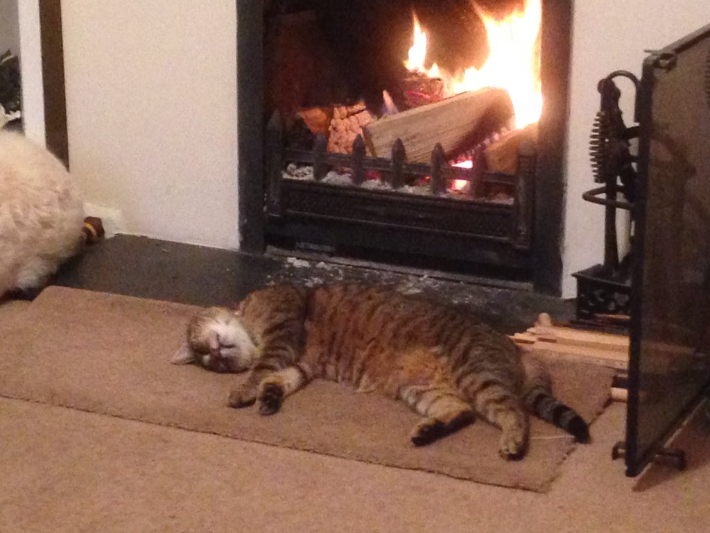 Hetty_BG's tweet photo. Got very wet @WellgroveFarm jumping...&amp; the cats stolen my place! https://t.co/du9p0RTRo6