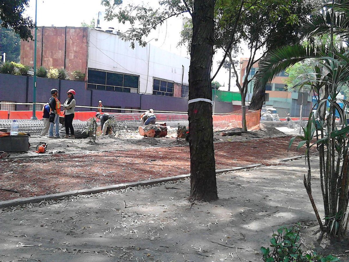 TapiaFernanda's tweet photo. Queremos aire bueno y en #BarrancaDelMuerto siguen con la tala, y entonces la salud, donde queda? Más de 400 árboles https://t.co/4xdy8WZpDR
