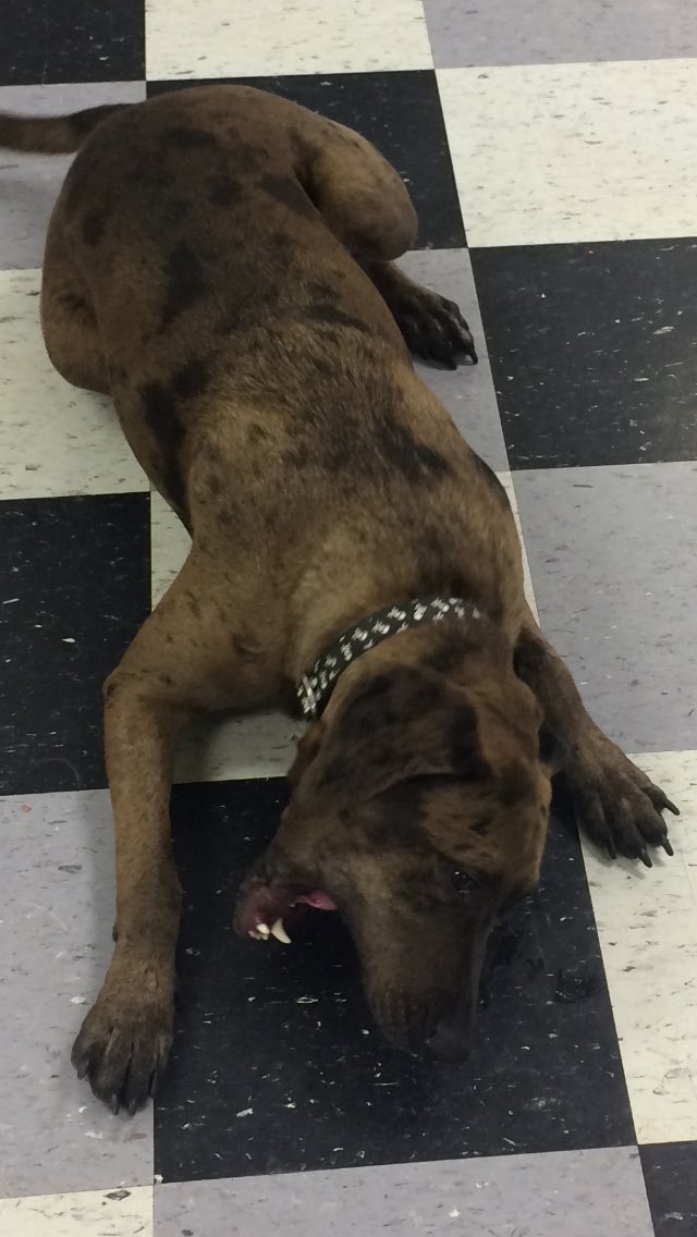 HappyDogsWloo's tweet image. Robo is having a great vacation at Happy Dogs!! #boarding