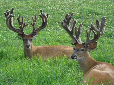 BeamBustinBucks's tweet photo. Bettering bucks since 2016 #BeamBuster #Supplement https://t.co/vrAbed3H0O