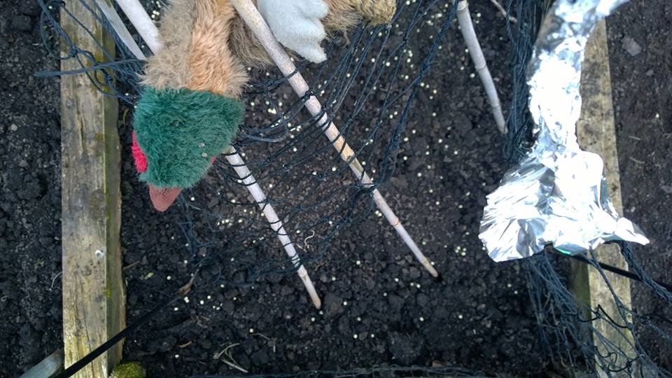 BlogRaider's tweet image. Just planted peas with net, stick and foil precautions...still a bird tries to break in!