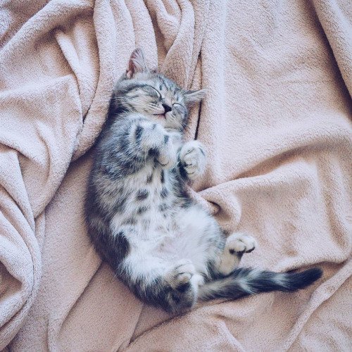 CuddlyCutePets's tweet photo. Photo https://t.co/2Hjym1mUHl