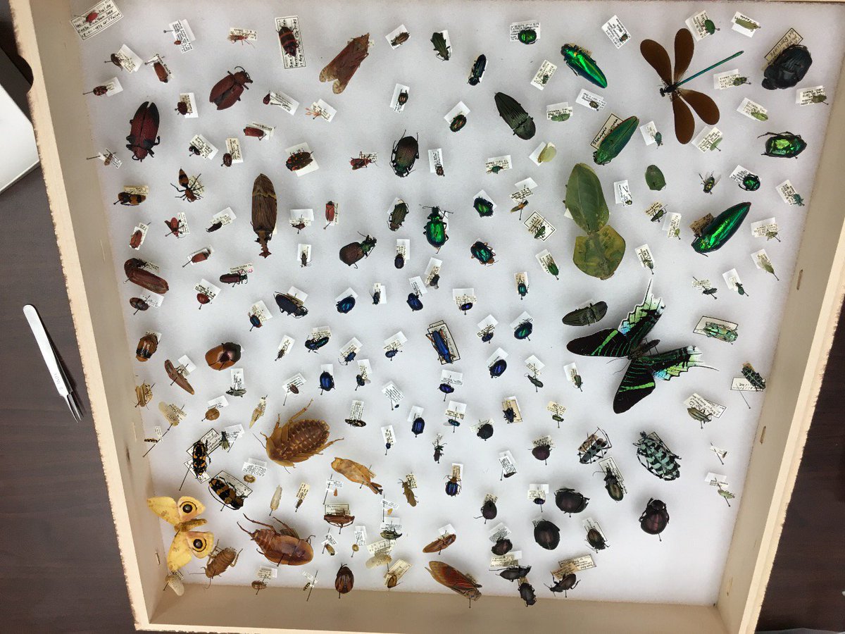 nerdyentomology's tweet photo. Working on a great drawer display of colorful insect for #MBDOH2016 @osuc_curator https://t.co/H0InA6tJbE