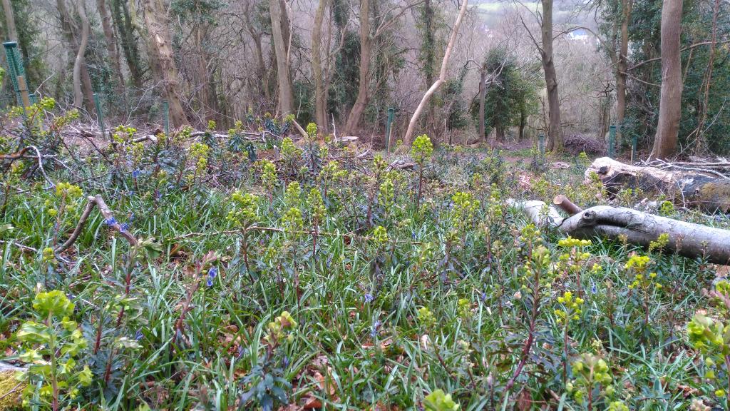james_ozy's tweet photo. @SomersetWT #MascallsWood Spring has  arrived. Yay! https://t.co/6U1xtYasaZ