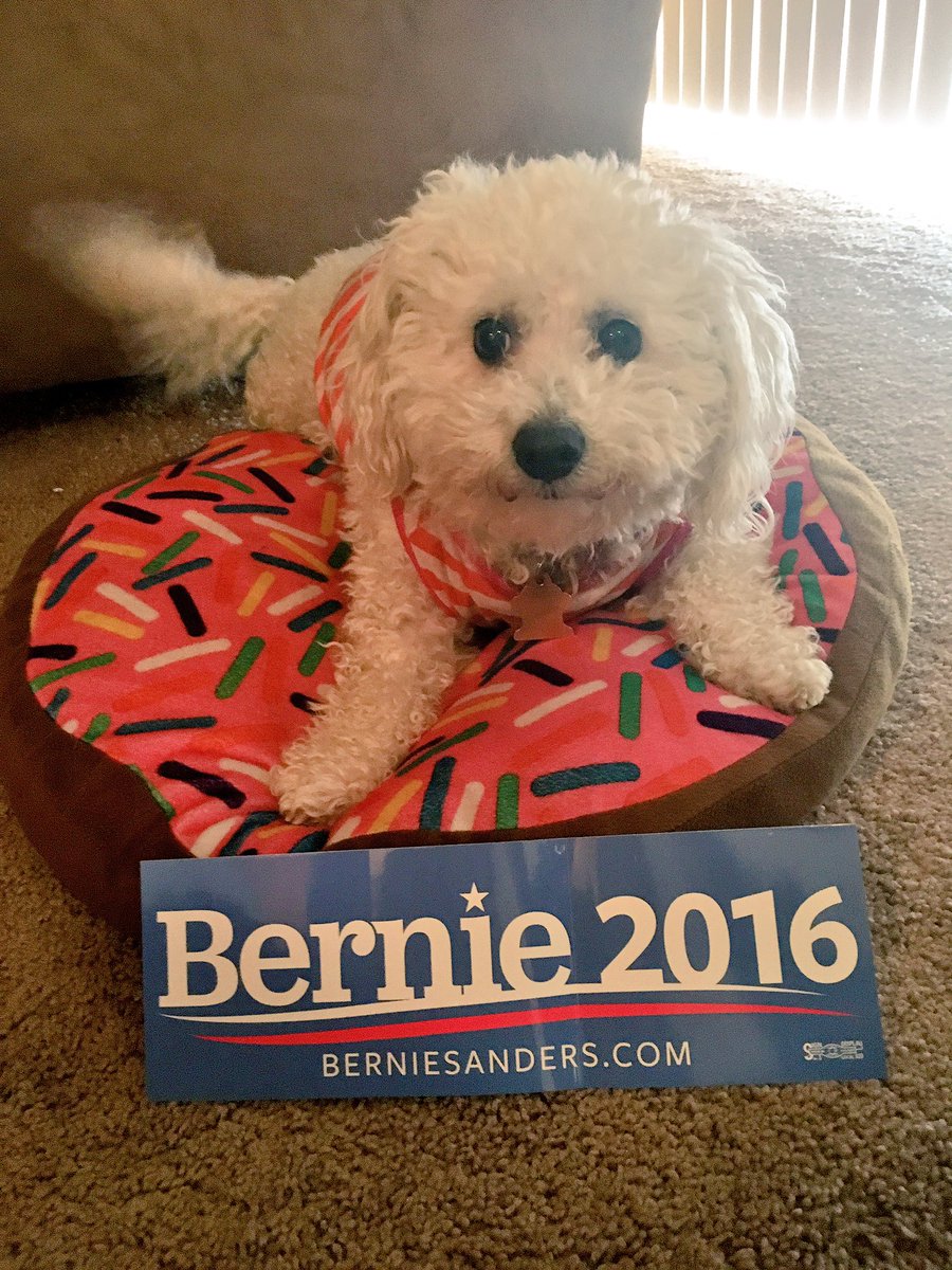yodcox's tweet photo. #PupsForBernie https://t.co/9zdzXofoCJ