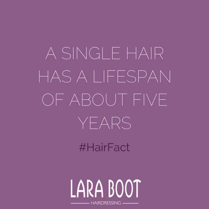 LaraBootHair's tweet photo. Did you know?
A single hair has a lifespan of about five years.
#HairFact #LaraBootHairdressing https://t.co/JL8WYu6mEV