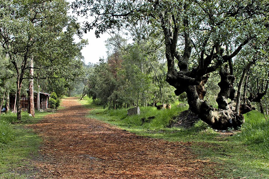 Alcaldía Tlalpan Twitter પર: "Bosque de Tlalpan Abierto al público desde  1968, este bosque forma parte de la Reserva Ecológica del Pedregal,  https://t.co/vrsesmCmqM"