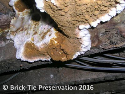 Buying a house - What lies beneath your floor? Maybe a pre-purchase timber survey might be a good idea? #dryrot