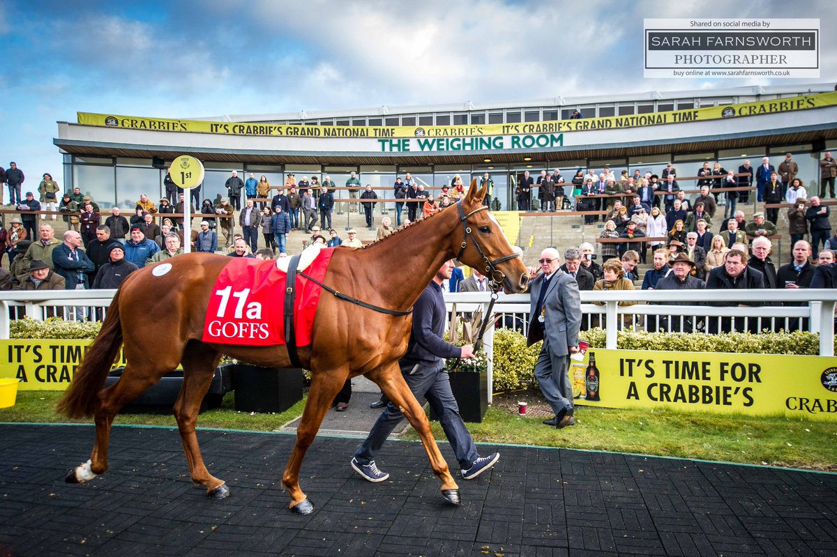 Sale topper at the inaugural <a href="/GoffsUK/">Goffs UK</a> Aintree Sale ~ Samcro, lot 11a, sells to Mags O'Toole for £335k <a href="/AintreeRaces/">Aintree Racecourse</a>