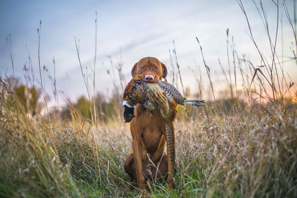 IrishSetter1950's tweet photo. What’s your favorite bird dog? Vote for your favorite breed and donate a dollar.  https://t.co/8JKfXSXyX0 https://t.co/sS7GXNAVje