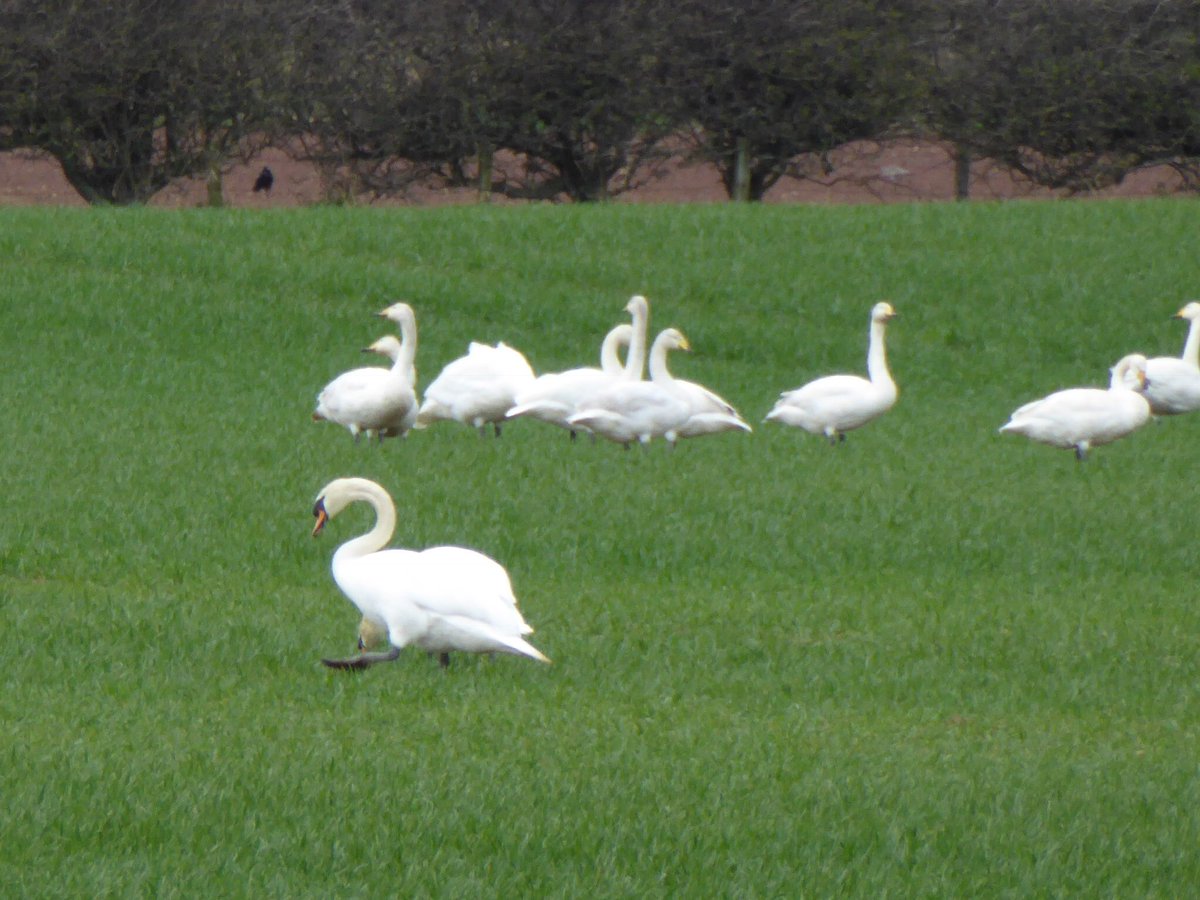 alisonblair30's tweet image. Tyninghame Green winged Teal, Gadwall , 5 Greenshank, 18 Whooper Swan @birdinglothian @LTNBirdNews