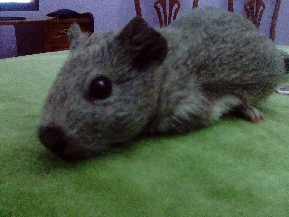 O_GoshBTC's tweet photo. Presento a Tapsd, la defensora de nuestro piso🐰💪 #apsd2016 https://t.co/GQWRTGw8UP