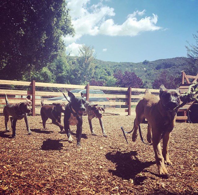 ocdogranch's tweet photo. Squad up @ocdogranch! #puppies #dogranch #dogcamp #dogs #ocdogtrainer #dogtraining #ocdogs https://t.co/Bkk89DMDQc