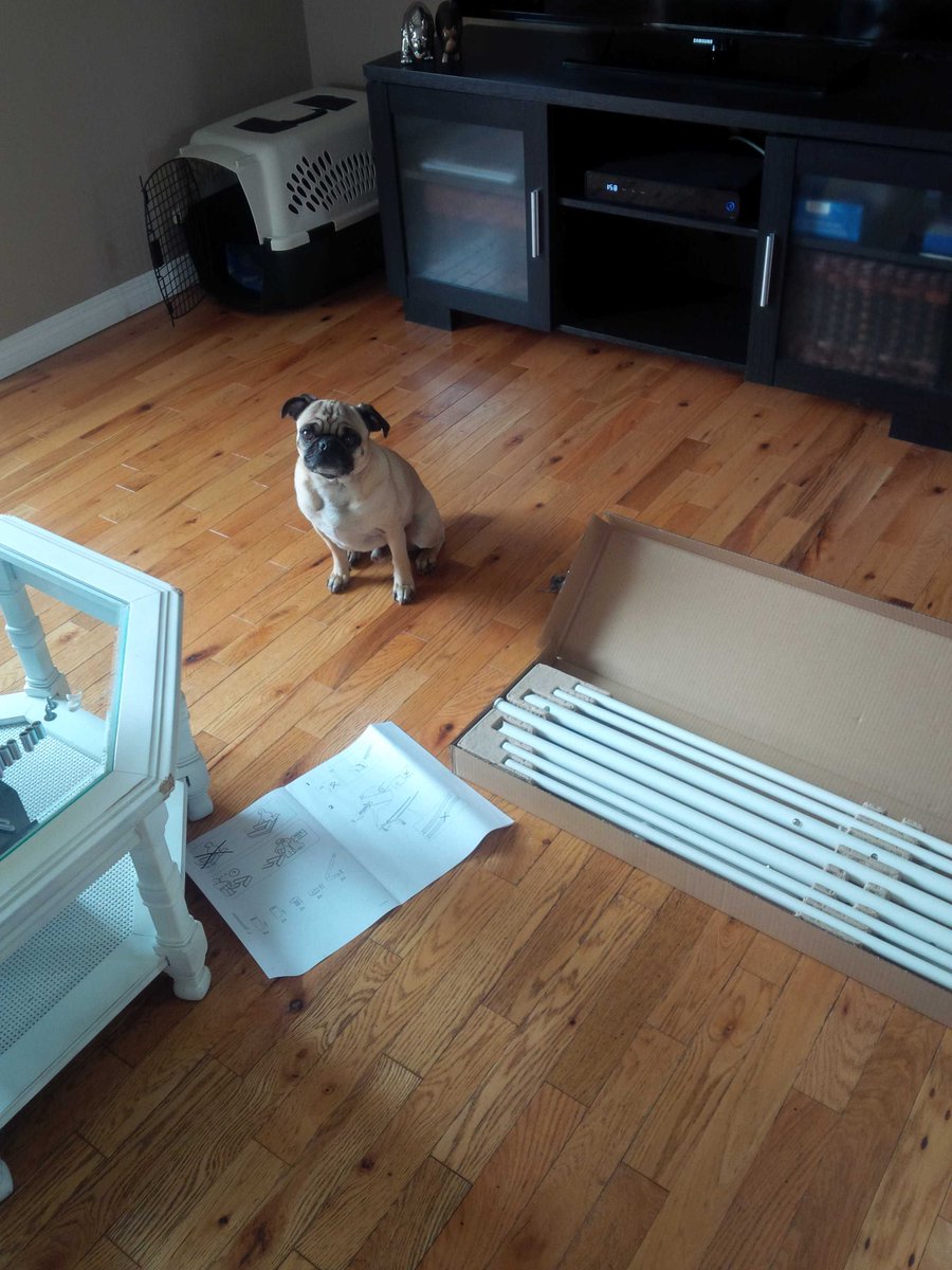 Airforcepugs's tweet photo. Otis is helping with an ikea assembly #helpingout #helperpug #mommasboy https://t.co/hU6ozZksRf