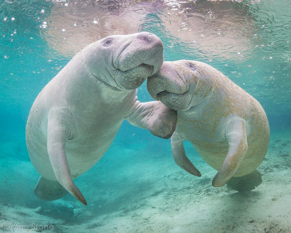 Discovery's tweet image. #PhotoOfTheDay by @MacStonePhoto: Two west Indian manatees share a moment in the clear water of Crystal River.