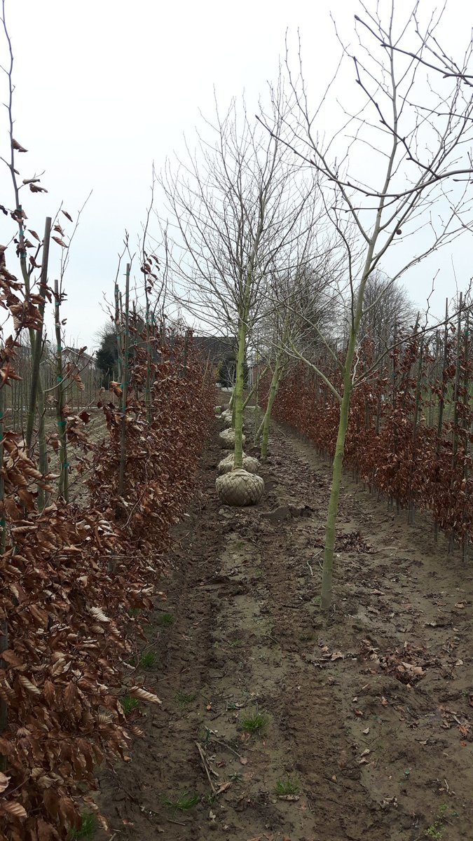 Groot formaat Plataan bomen op voorraad!