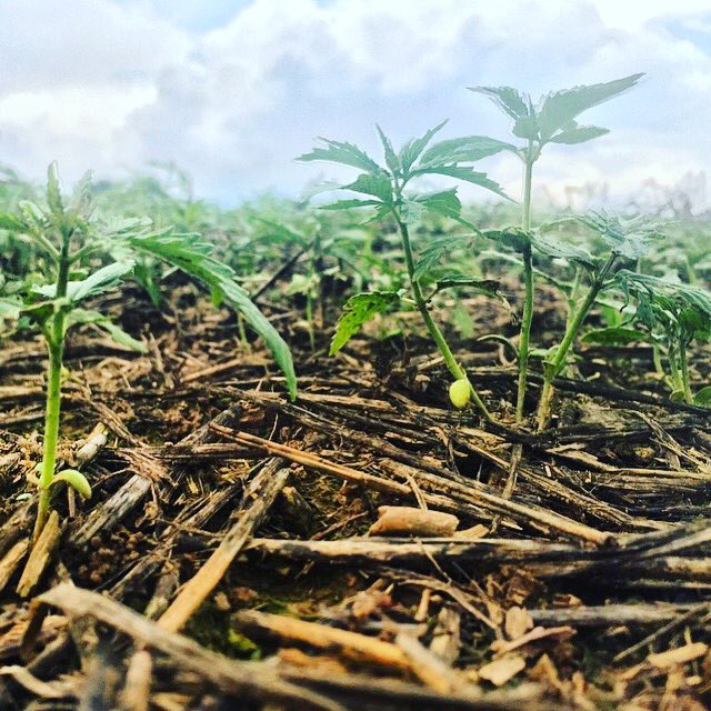 hempbluedenim's tweet photo. Our denim starts here, with the strongest natural fiber on earth. #hemp #denim #sustainable #sowgreatness https://t.co/ZXUdRKcR2z