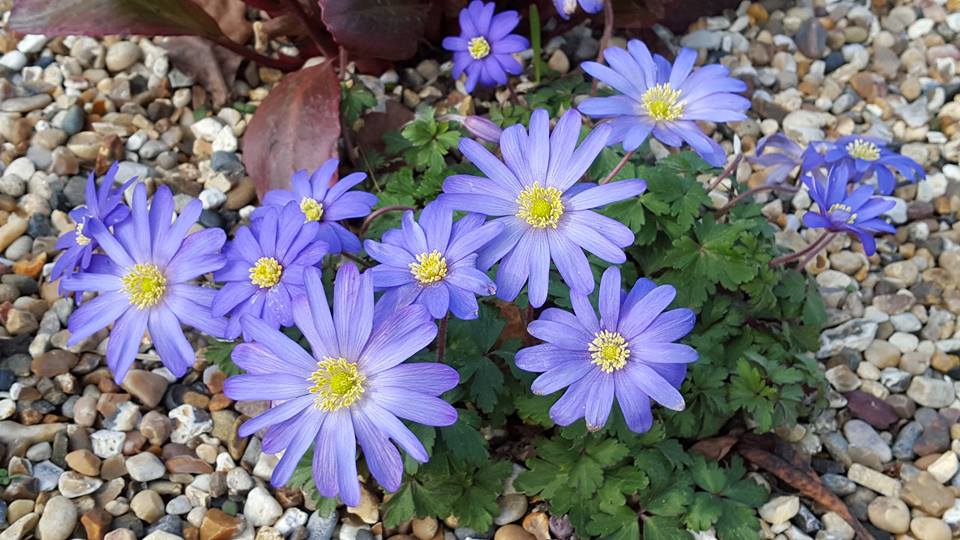 One of the joys of early spring is the Anemone blanda. It grows in any well-drained soil in full sun to part shade.