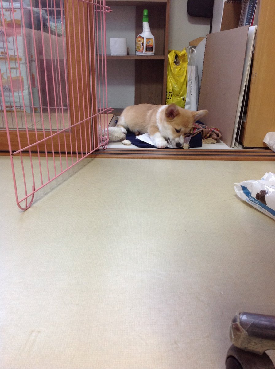 ccorgik tweet picture
