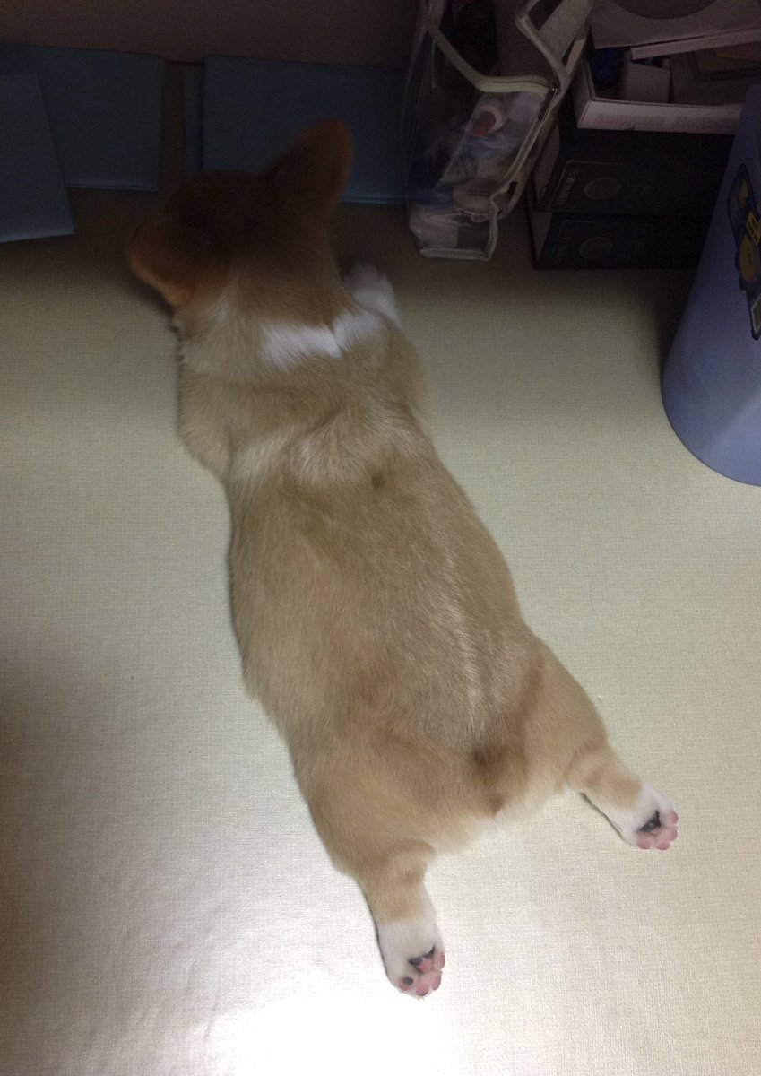 ccorgik tweet picture