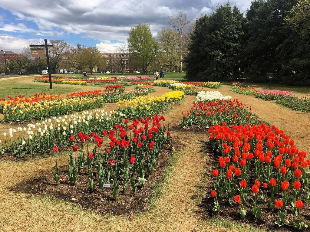 OldTownHome's tweet photo. Walked past the #FloralLibrary on the Mall today and loved seeing all of the tulip blooms. https://t.co/MryQL7EJQo https://t.co/j1QJwYe166