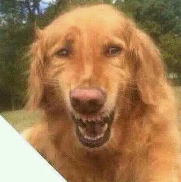 won_voley's tweet photo. Tu cara cuando remataste tocando la red, puteas pero festejas para que el árbitro te de el punto- https://t.co/KbjSOJQduq