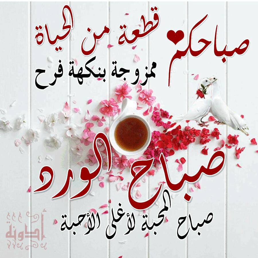 mohamed_elsaker's tweet photo. @ingridpianta8 https://t.co/J0psURqWi1
