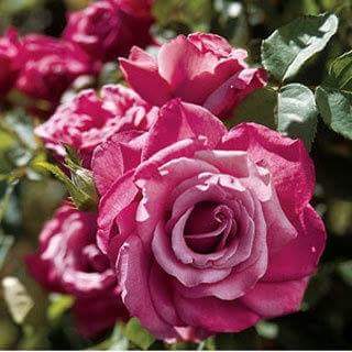 mohamed_elsaker's tweet photo. @ingridpianta8 https://t.co/lJ24C913xl