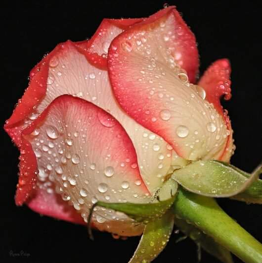mohamed_elsaker's tweet photo. @dilruba_lees https://t.co/Am3djGAJNH