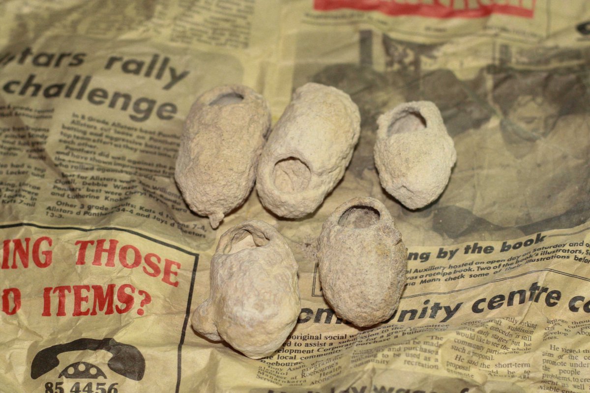 AskUsMV's tweet photo. Time for another #IDFriday! What do you guys reckon these things are? Hint: Commonly found near the beach #Curious https://t.co/HEgs3MP9BO