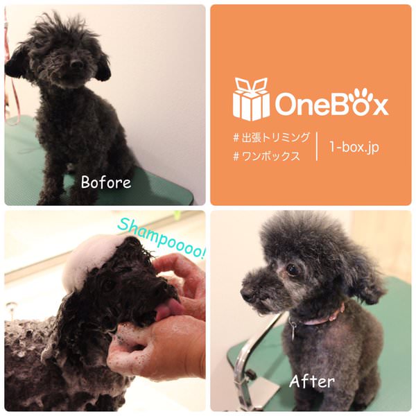 OneBox_'s tweet image. 小谷家 ラムジーちゃん

【出張トリミングのお申し込みはこちら】
1-box.jp/services

#出張トリミング　#トリミング #ワンボックス　#トイプードル  #プードル