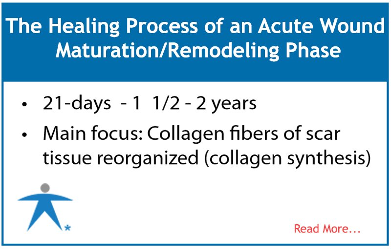 The_Wound_Inst's tweet photo. The #Healing_Process of an #Acute_Wound Maturation/Remodeling Phase #TheWoundInstitute
https://t.co/ot6ltC5Nh6 https://t.co/UrmozUnVvi