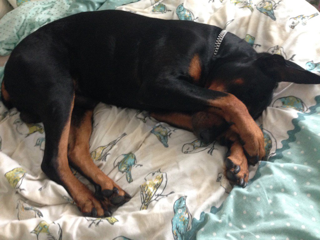 gsbrown92's tweet photo. #TWPetsMakeaHome  Blue Boy isn't a morning dog...😴 wouldn't be home without having to share my bed! https://t.co/TQ2mQjg7DP