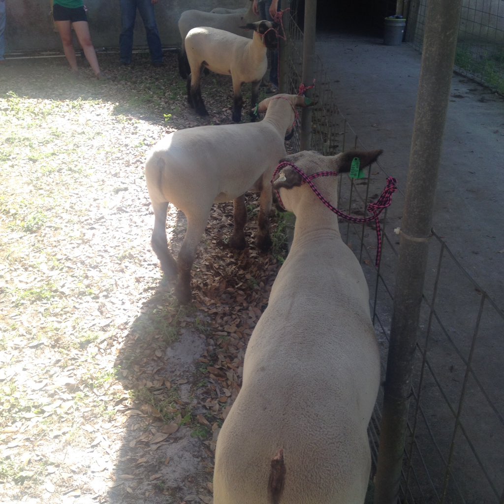 tschiebs's tweet image. When judging, look for "ideal" characteristics such as capacity, shape and correctness. #AEC4228 #AgInTheClassroom