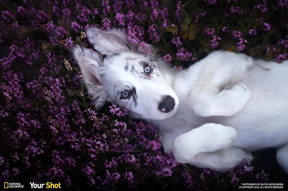 Top Shot: Dog Model on.natgeo.com/1VBO98l #YourShot