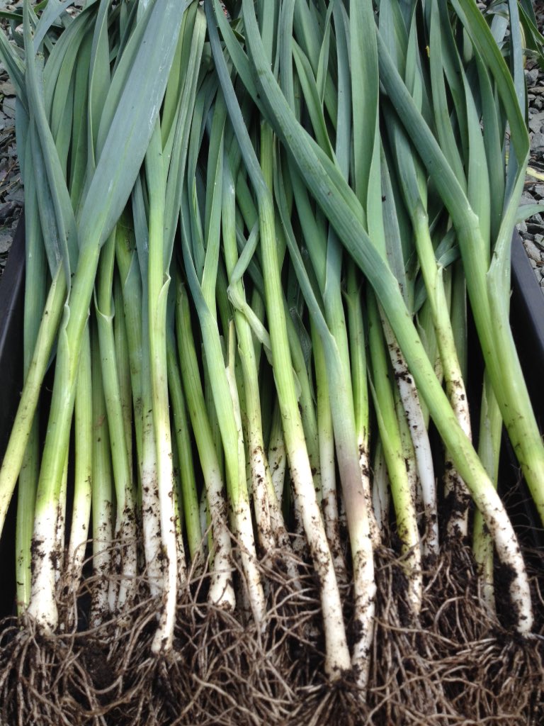 Baby leeks. First fresh produce of the year from the garden <a href="/TheSamlingHotel/">The Samling</a> much more to come <a href="/nicoginger82/">Nick Edgar</a>