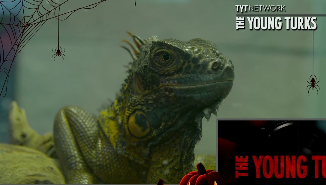 TYTLizard's tweet photo. You could be watching my pretty face on a livestreaming webcam right now... https://t.co/AGBcKOJOJH #tytlive https://t.co/zMertLeFWP