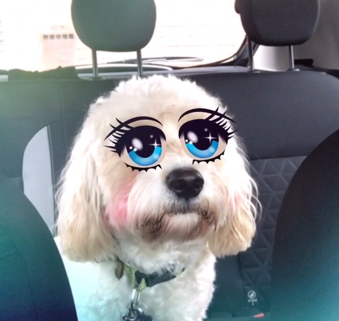 OzzyTheDug's tweet photo. Hey guys... Sorrys I've been away fur a bit. Had growd up stuffs to do! Pwease fur give me... Blink, blink, blink.. https://t.co/mPDNrDymRc