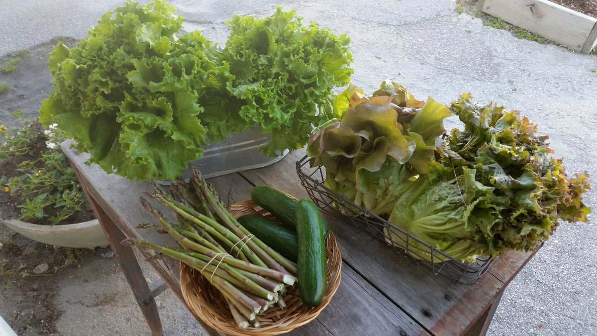 TheVeggieWagon's tweet photo. Asparagus, cucumbers, red &amp; green leaf lettuce, &amp; butter lettuce just came in the door - all from @FeastDownEast! https://t.co/N8qs2rKNW9