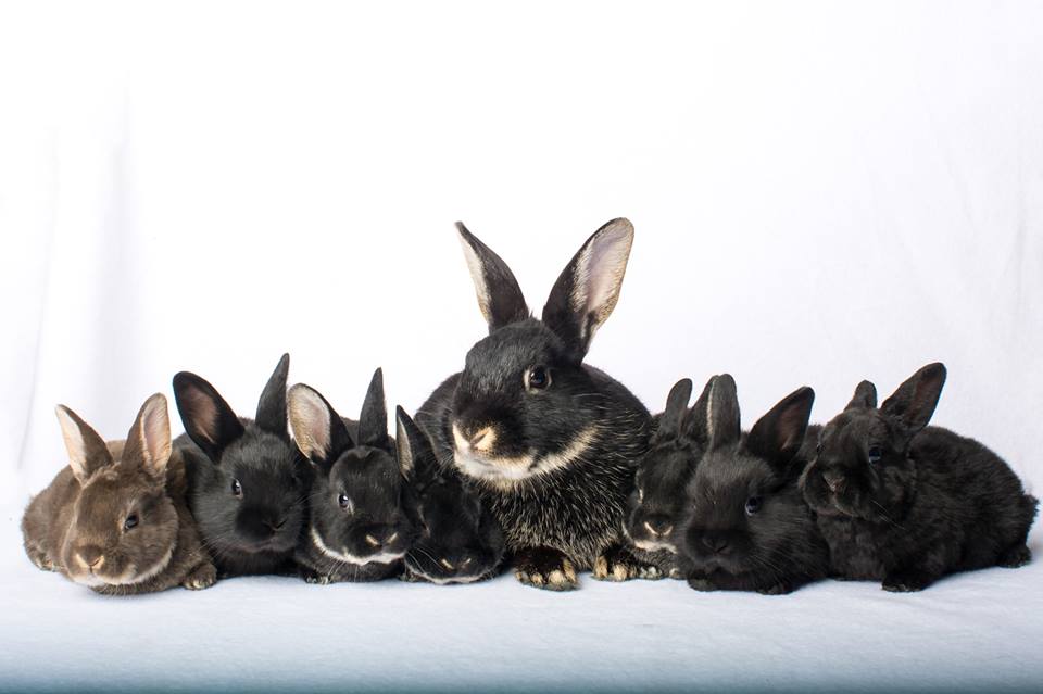 GLrabbits's tweet photo. Twix and her babies! #donate https://t.co/de4HgokrEM https://t.co/NVdULZoj9i